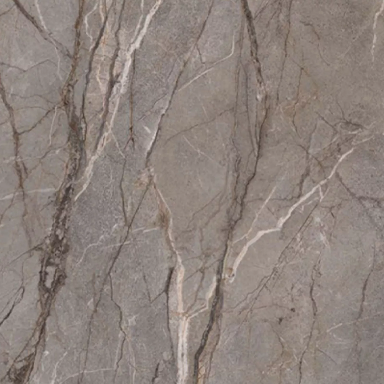 Silver Root